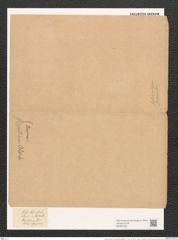 Navicula mutica var. goeppertiana (Bleischl.) Cl. et Gr. (de-Toni-Nr.: Genus 1, Species 397) Zeichnungen Sammlung Grunow (NHMW-BOT-W0367355)